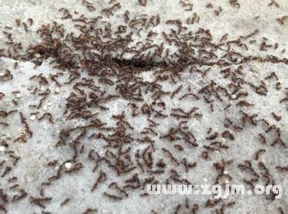 夢見一群螞蟻 湯匙式